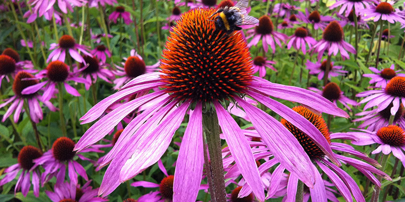 afbeelding van Echinacea